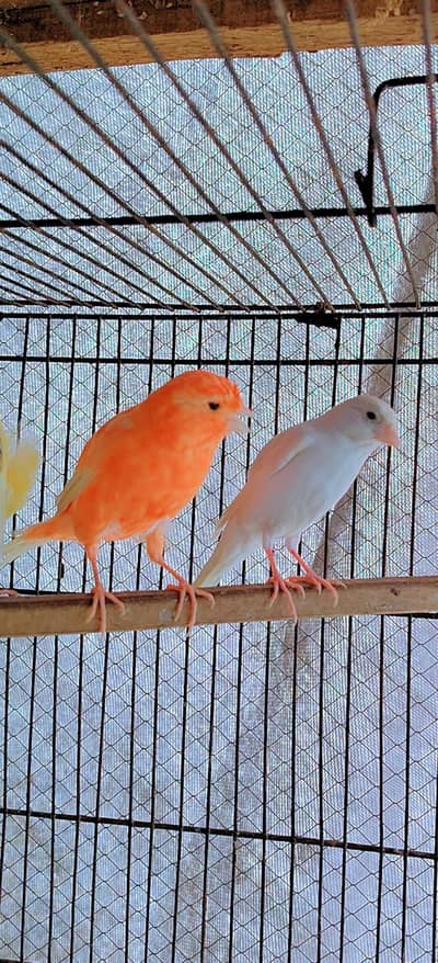 canary finch  pair