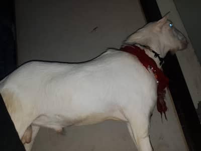 Teeda Breeder Gulabi pure