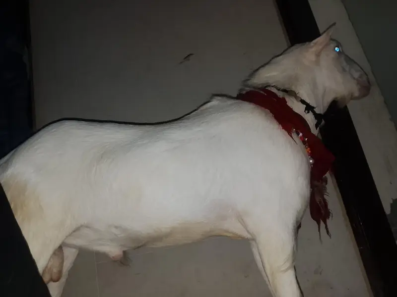 Teeda Breeder Gulabi pure