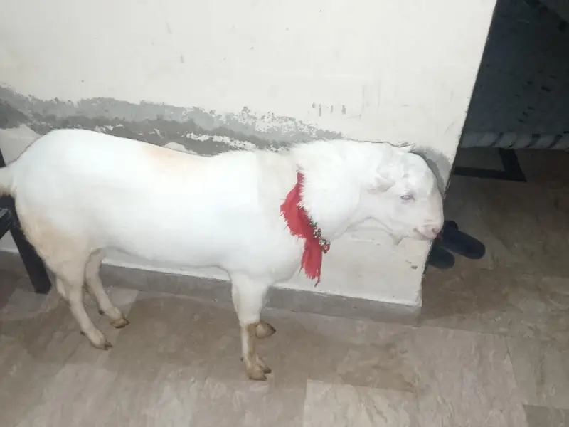 Teeda Breeder Gulabi pure — photo 3