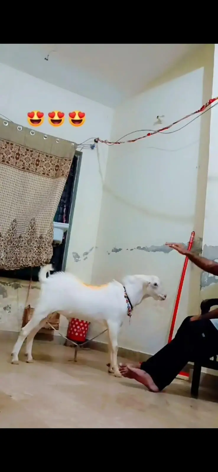 Teeda Breeder Gulabi pure — photo 4