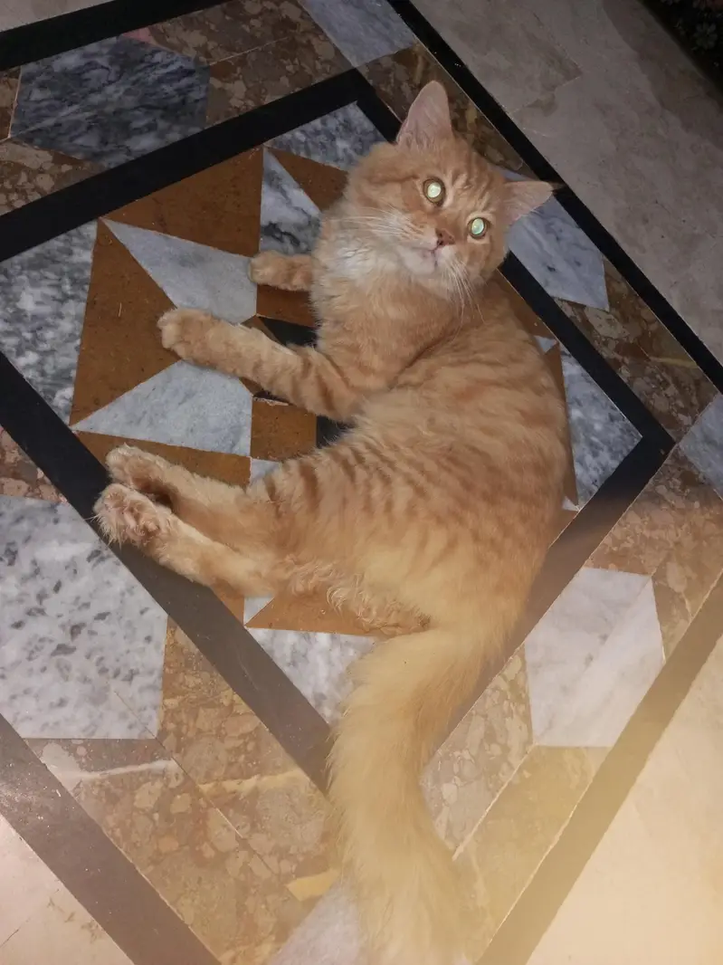 adopt krlein dono free mein — photo 2