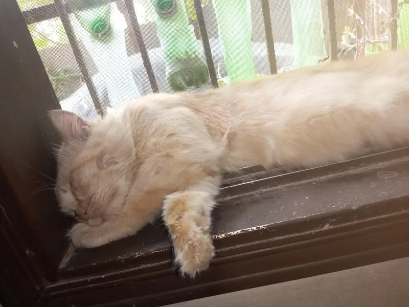 adopt krlein dono free mein — photo 3