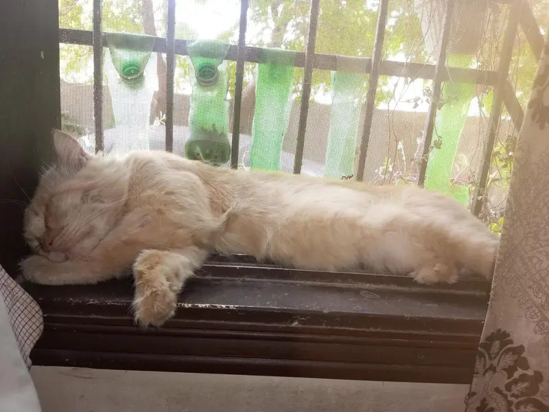 adopt krlein dono free mein — photo 4