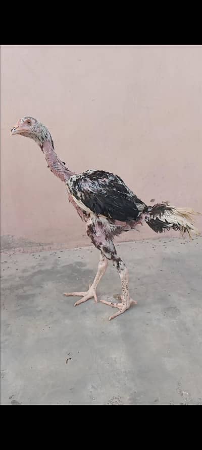 Aseel chicks