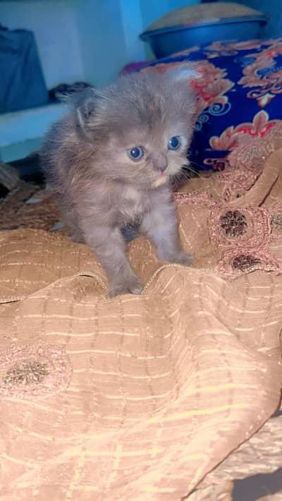 Female cat