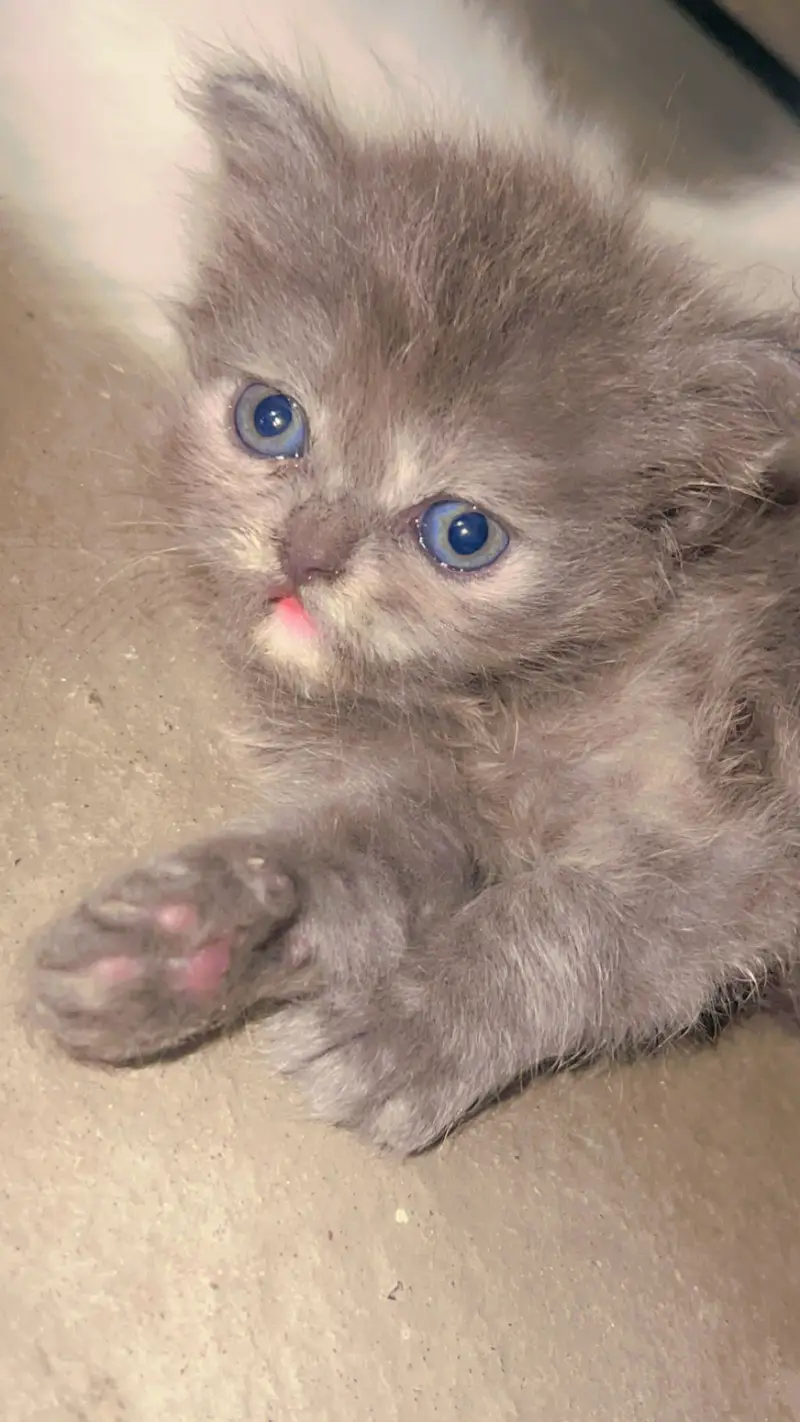 Female cat — photo 2