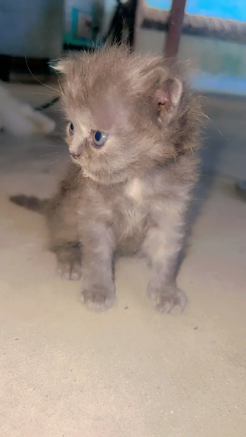Female cat — photo 3