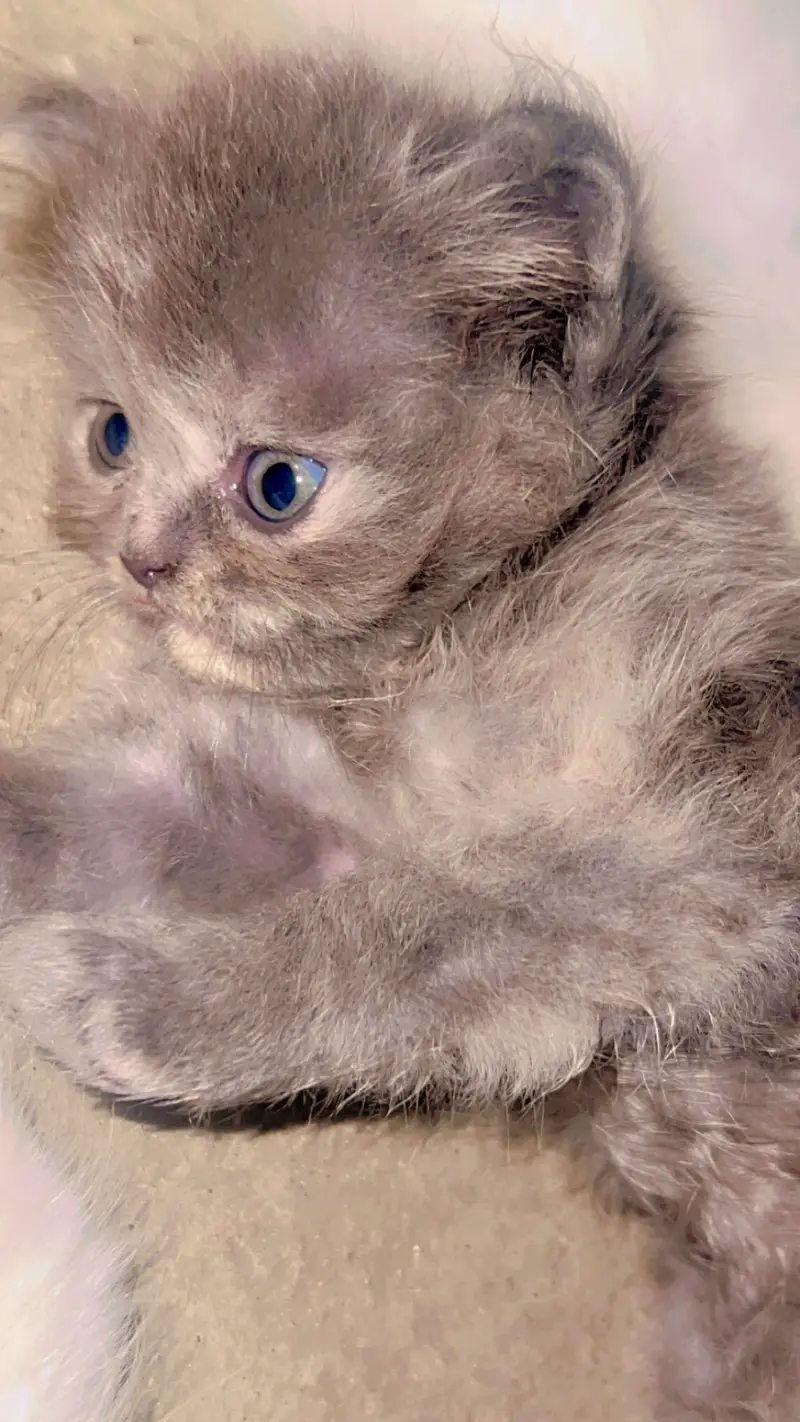 Female cat — photo 4