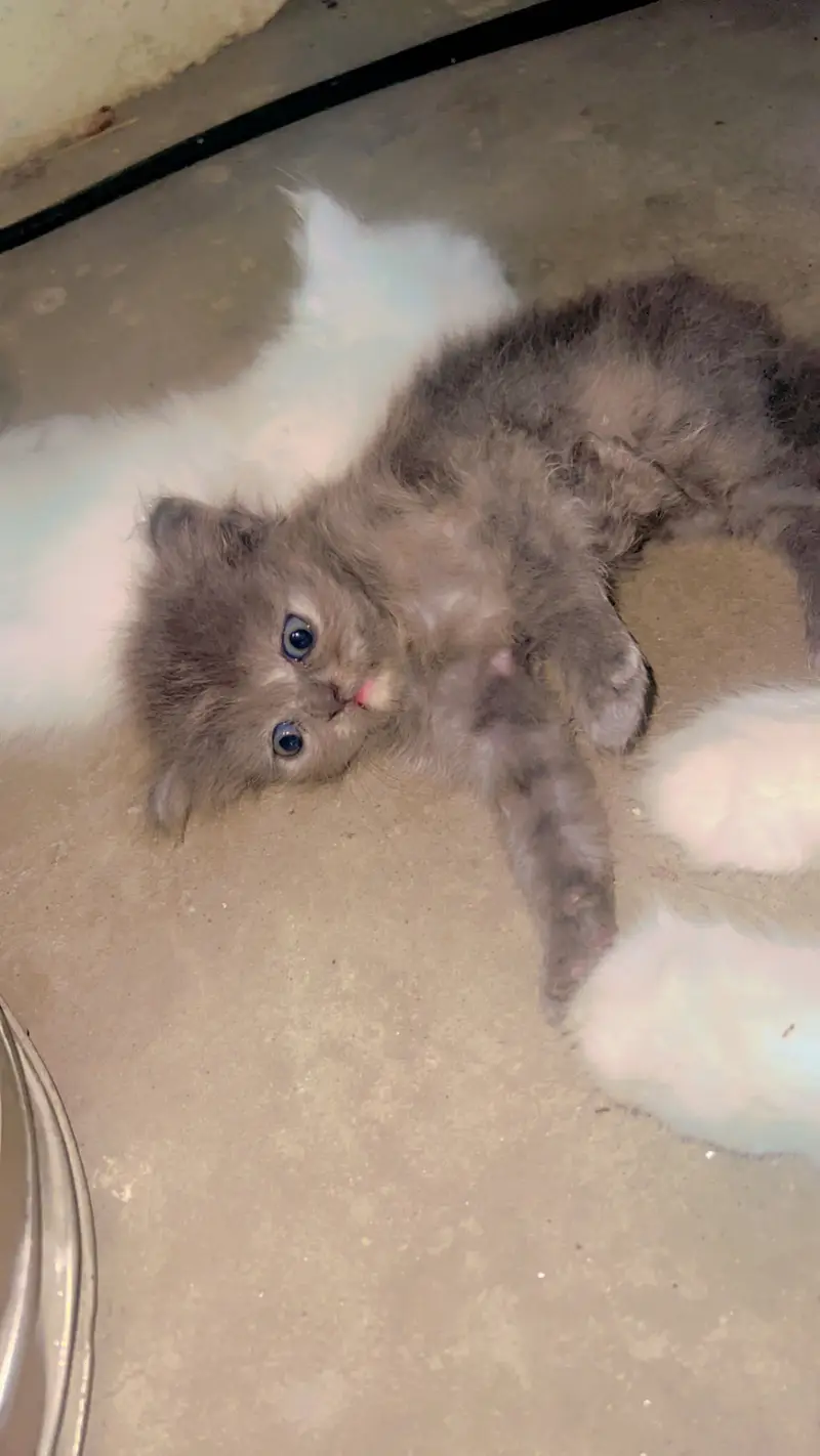 Female cat — photo 5