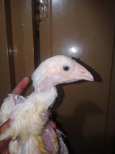 Heera Aseel Chick || Playmouth 3 chicks available