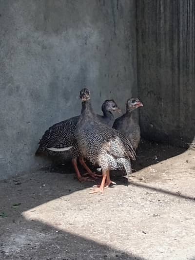guineai fowl