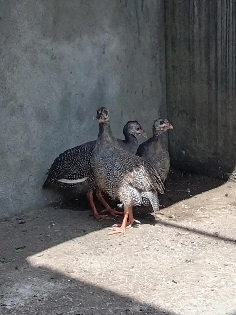 guineai fowl
