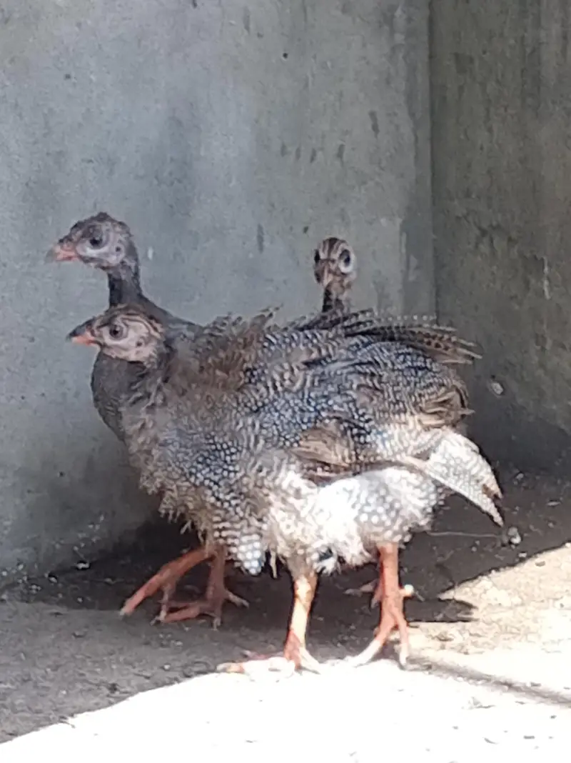 guineai fowl — photo 2