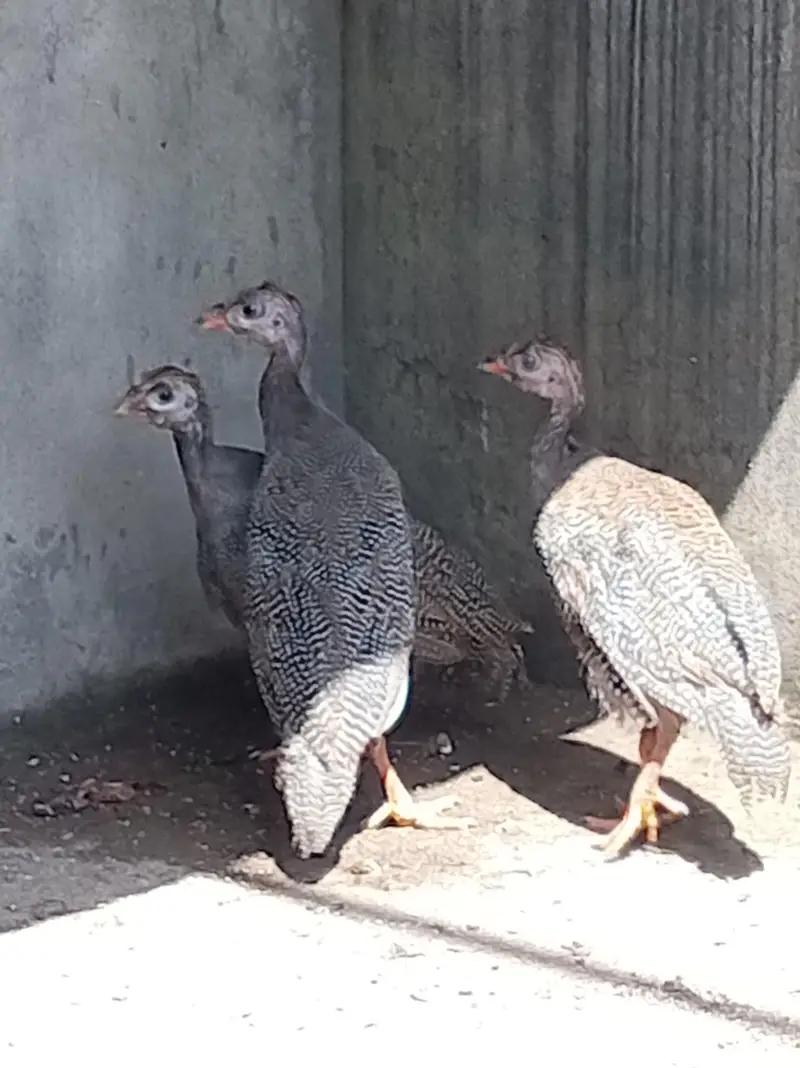 guineai fowl — photo 3