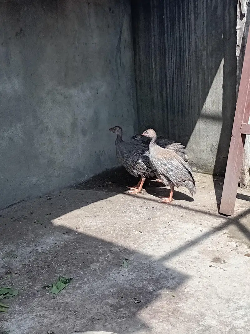 guineai fowl — photo 4