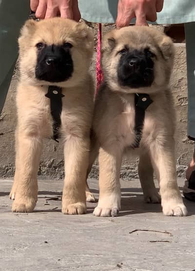 king kurdish kangal | security puppy | King kurdish kangal pair