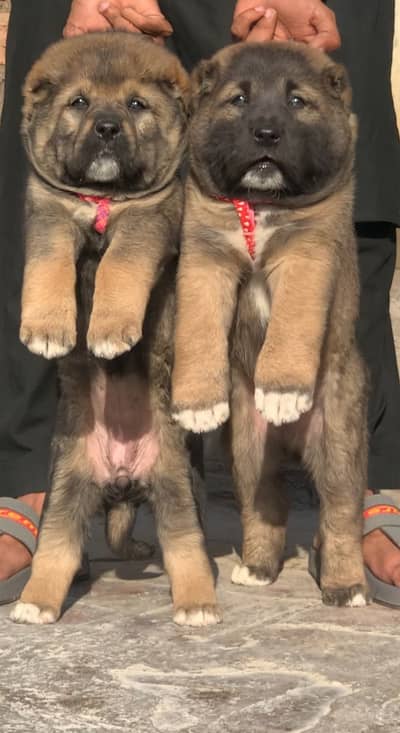 king kurdish kangal | security puppy | King kurdish kangal pair