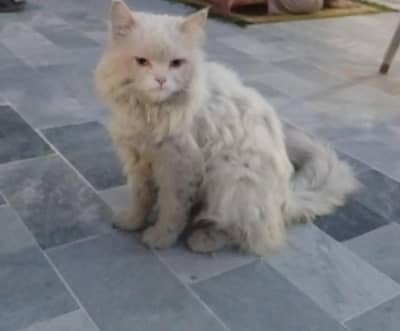 Male Triple Coat Persian Cat - Snow White