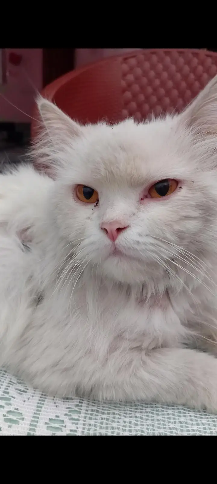 Male Triple Coat Persian Cat - Snow White — photo 2