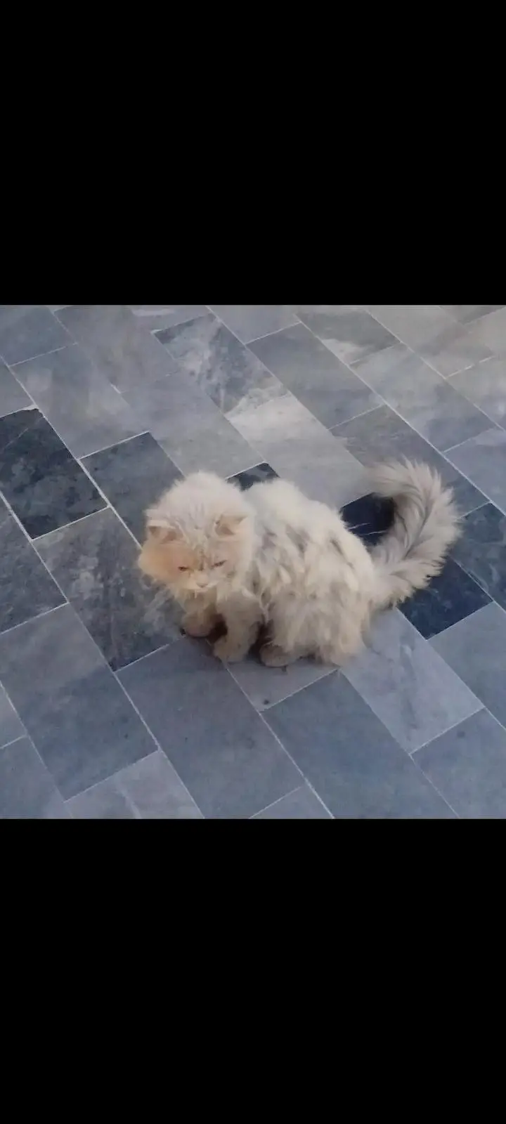 Male Triple Coat Persian Cat - Snow White — photo 3