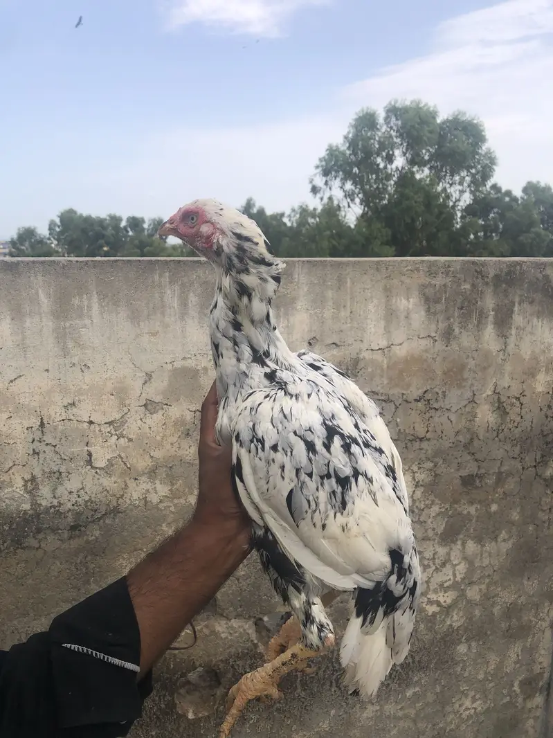 Aseel cheeni hen — photo 2