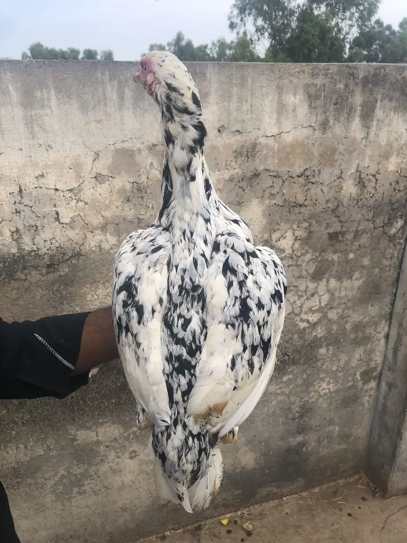 Aseel cheeni hen — photo 5