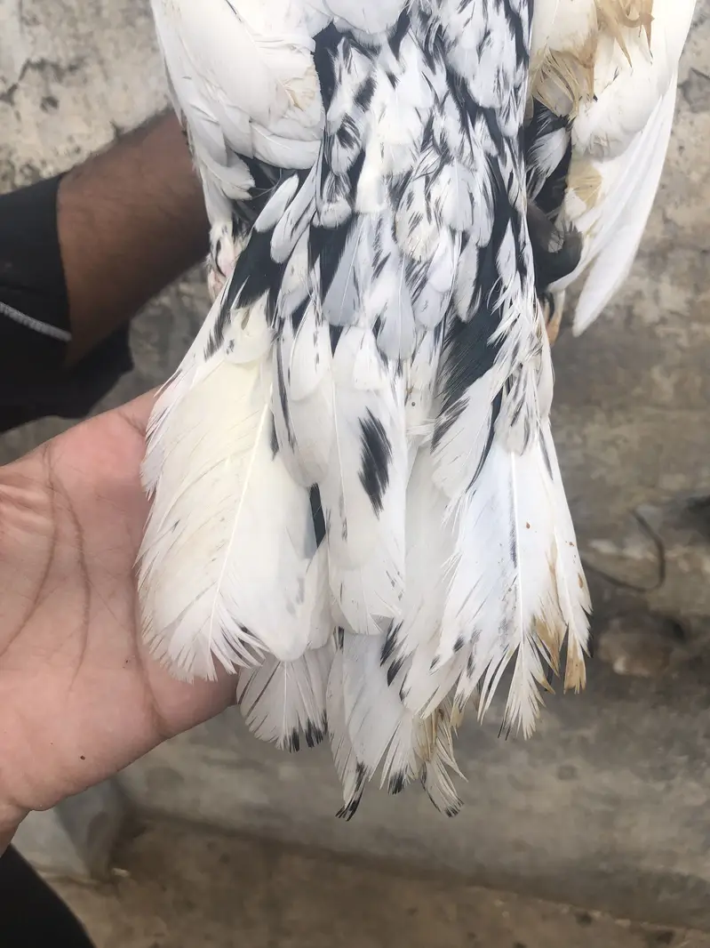 Aseel cheeni hen — photo 6