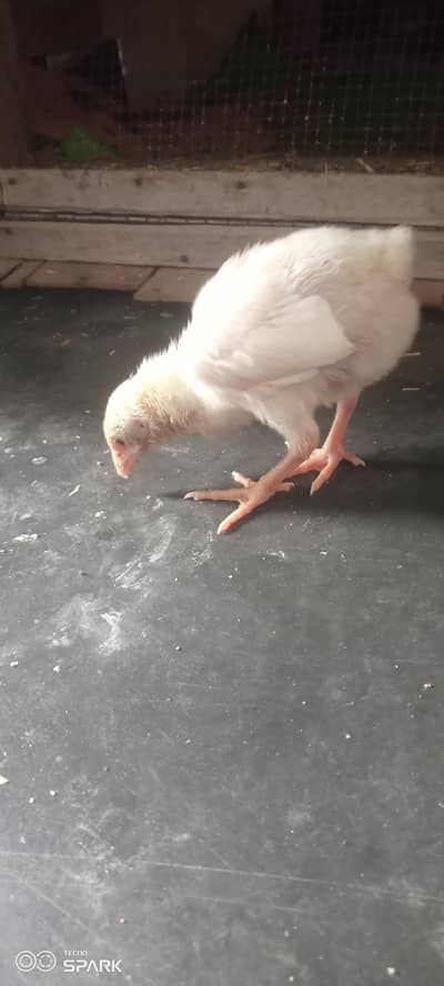 German o shamo king size chicks