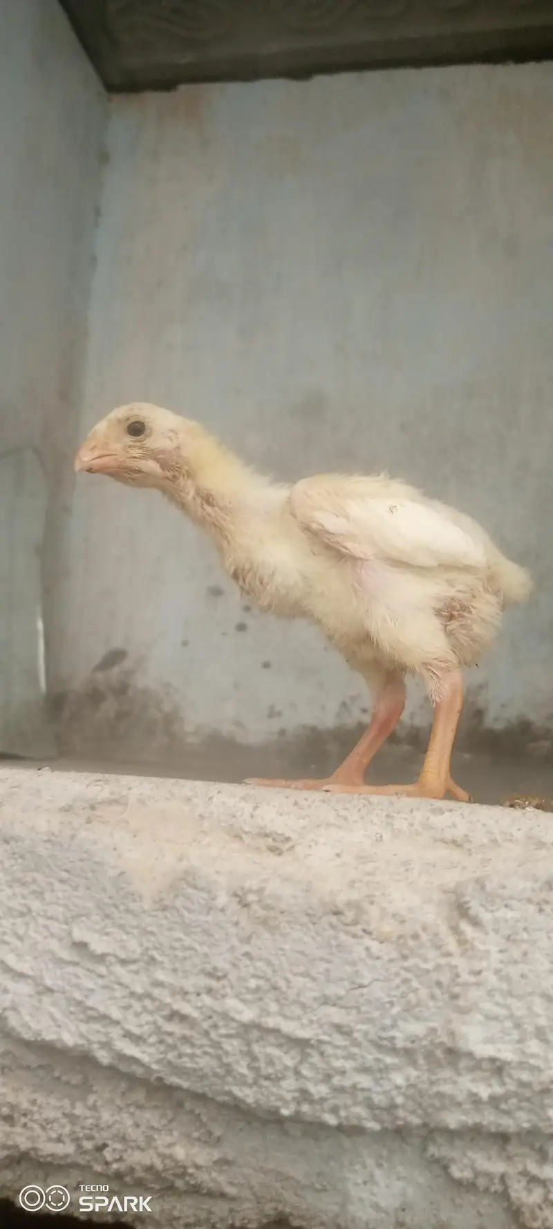 German o shamo king size chicks — photo 2