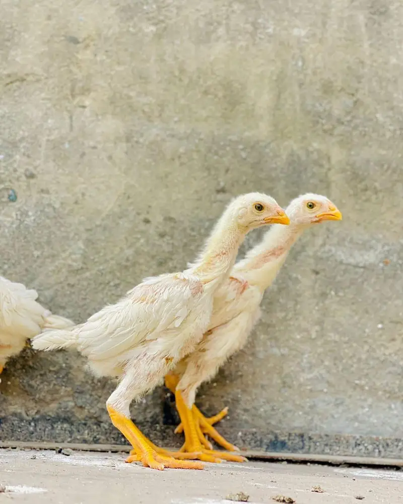 German o shamo king size chicks — photo 3