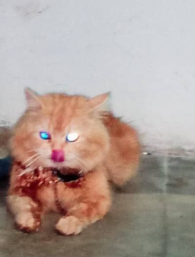 Russian pike punch face / ginger long coat/ for sale 10k