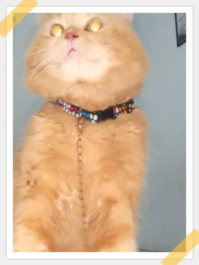 Russian pike punch face / ginger long coat/ for sale 10k — photo 3