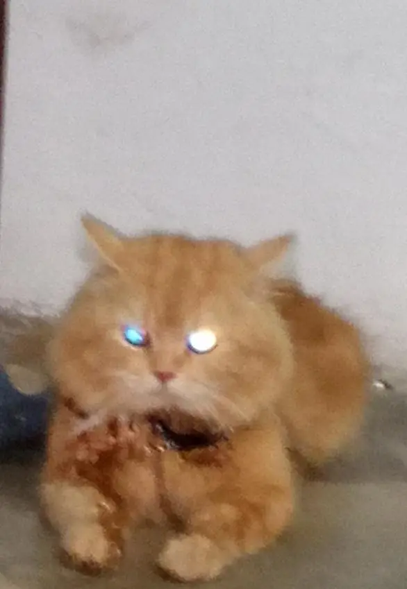 Russian pike punch face / ginger long coat/ for sale 10k — photo 4