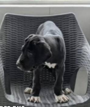 pedigree great dane male ear crroped, for for new home