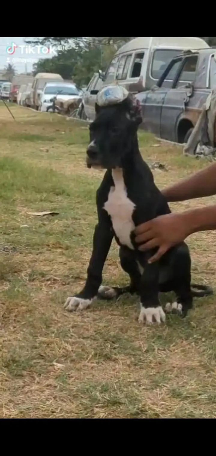 pedigree great dane male ear crroped, for for new home — photo 2
