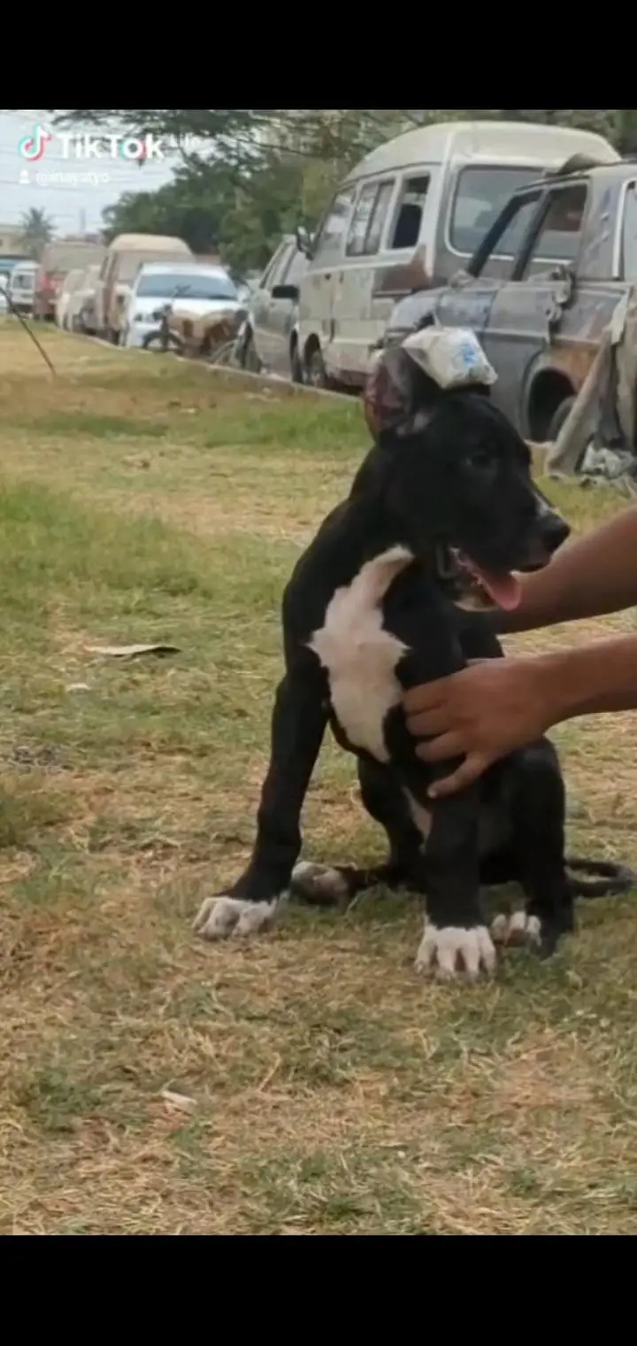 pedigree great dane male ear crroped, for for new home — photo 4