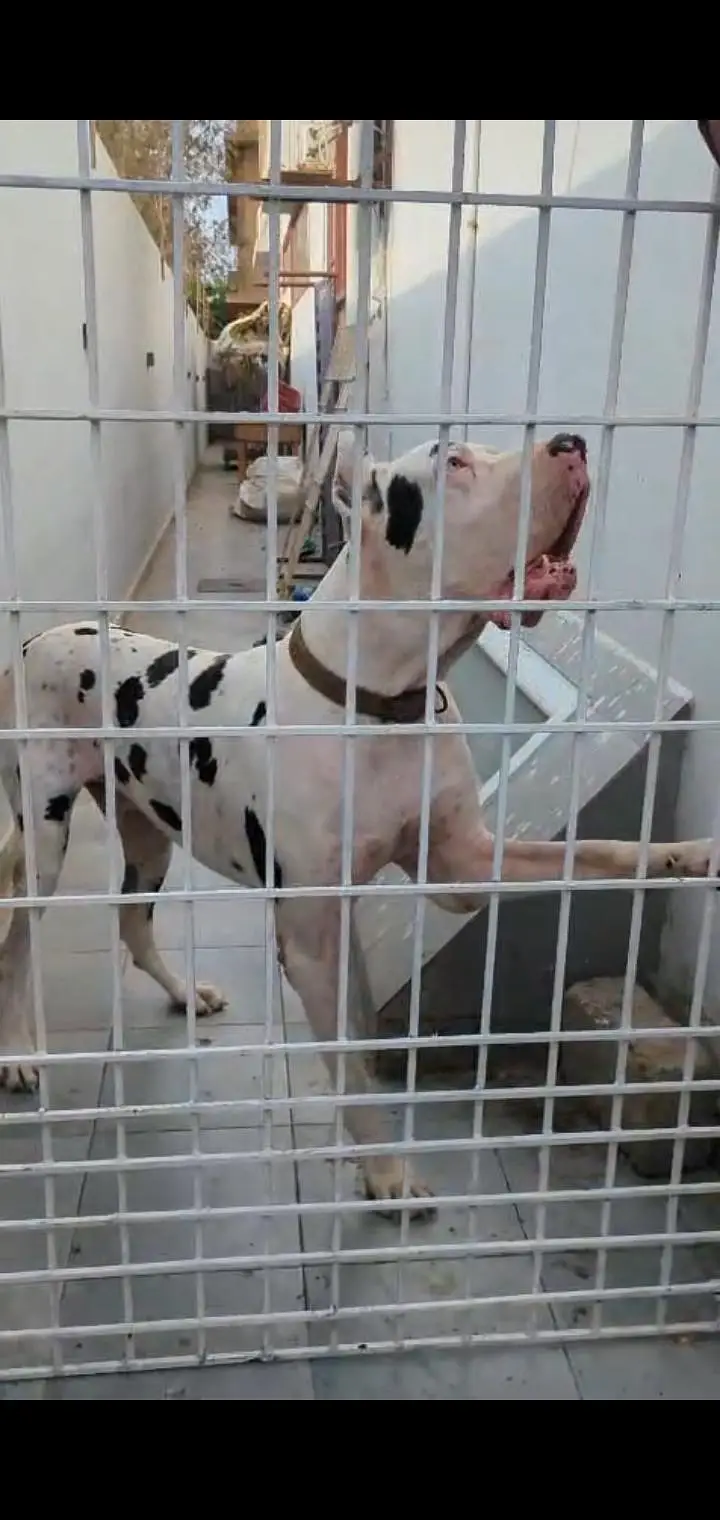 pedigree great dane male ear crroped, for for new home — photo 5