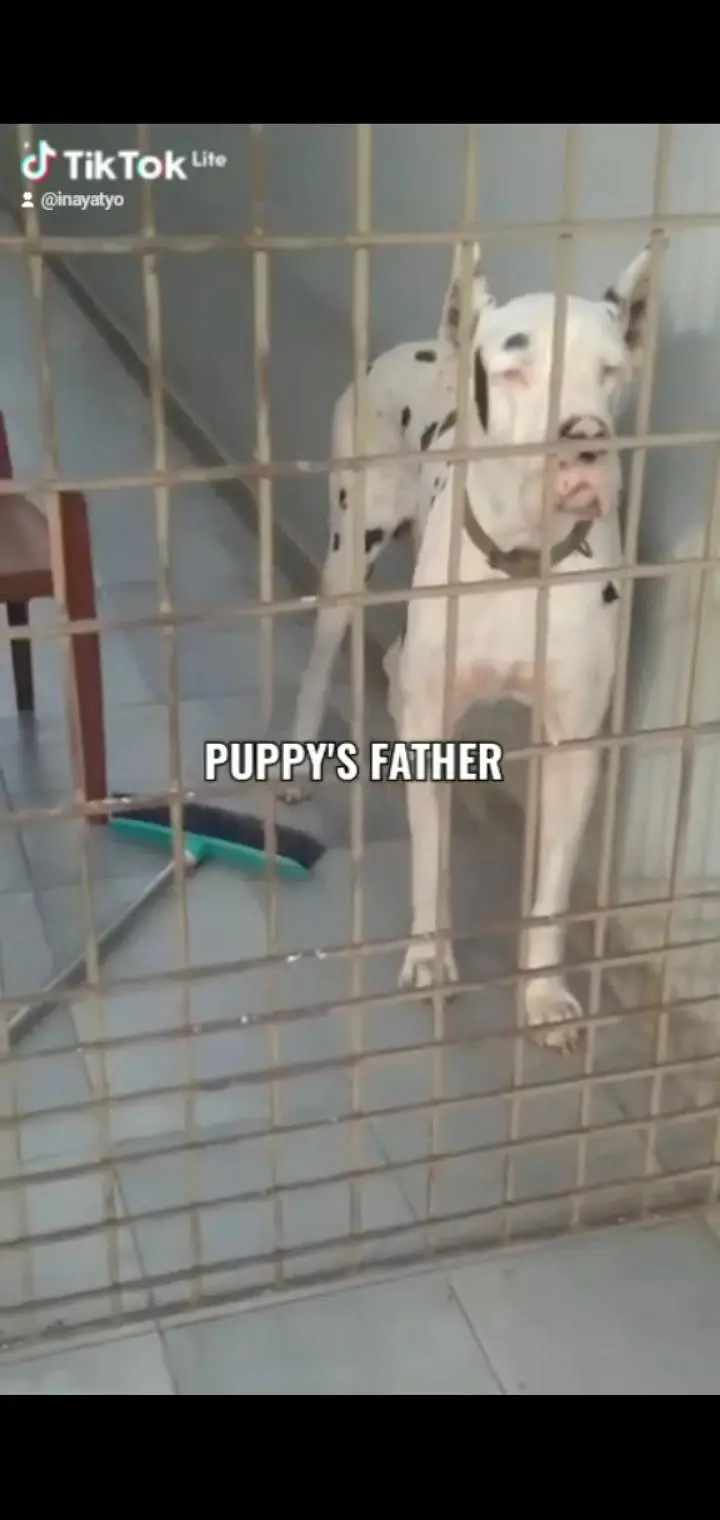 pedigree great dane male ear crroped, for for new home — photo 6