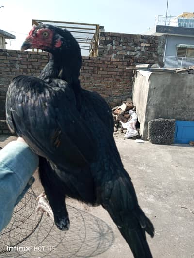 Breader Female