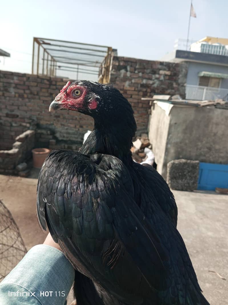 Breader Female 2