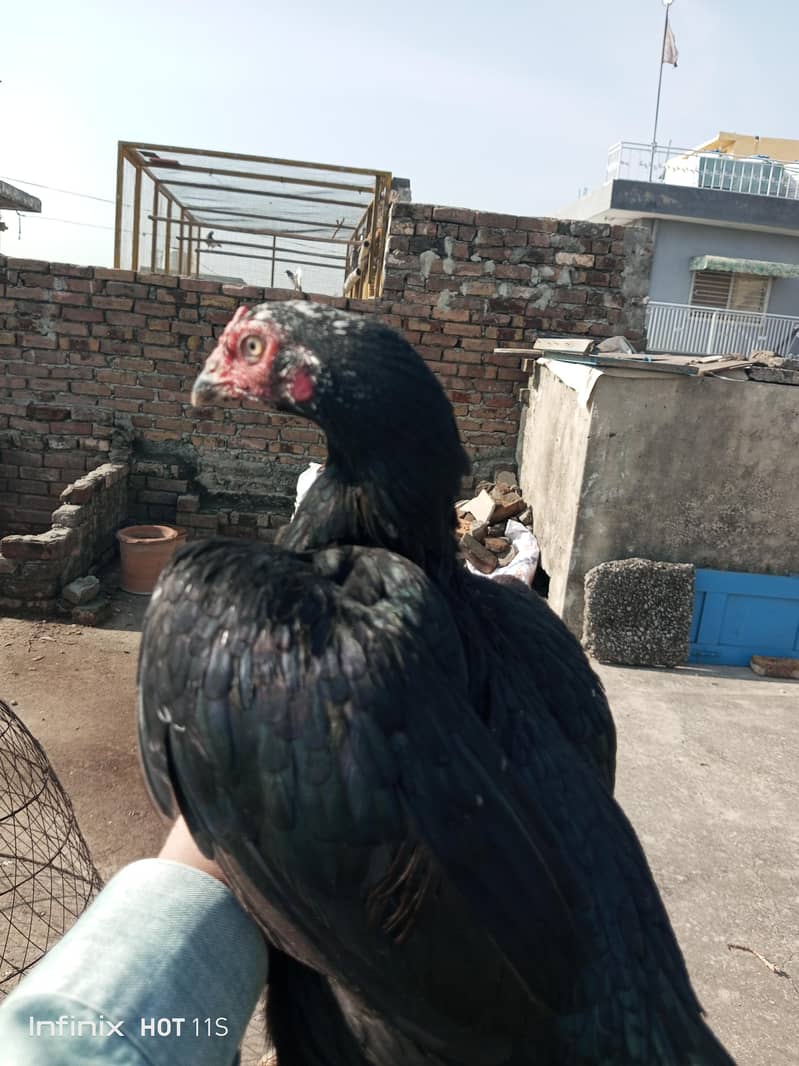 Breader Female 3