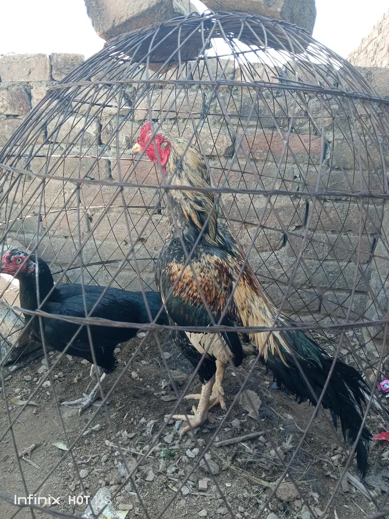 Breader Female — photo 5
