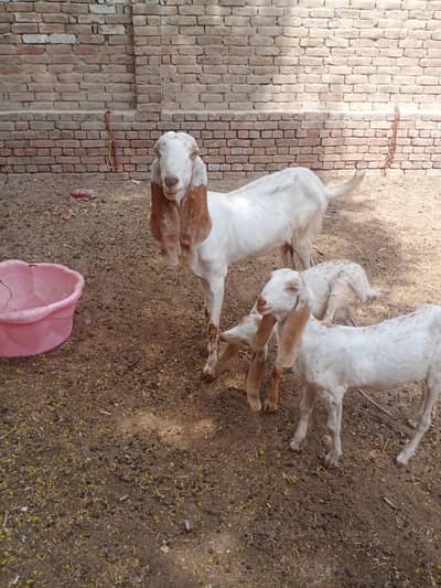 2 makhi cheni bakriya 03060163008 watsap nmbr