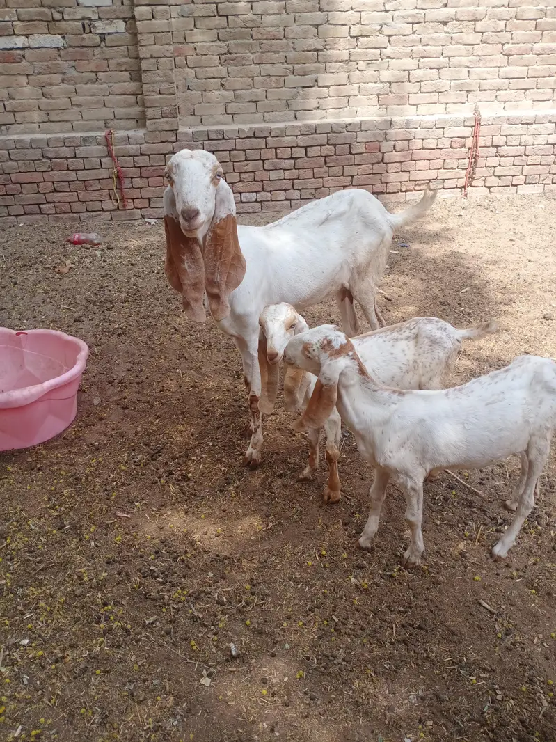 2 makhi cheni bakriya 03060163008 watsap nmbr — photo 2