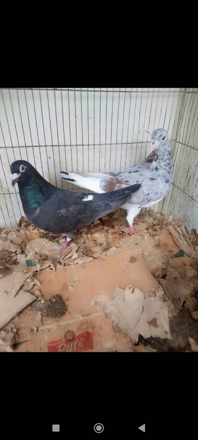 birds
