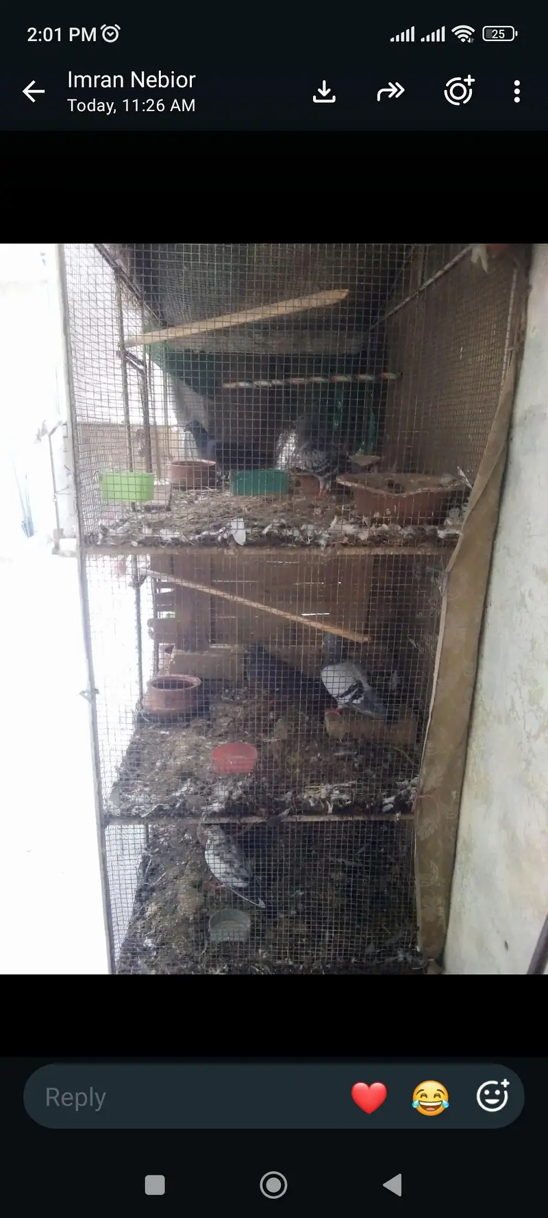 birds — photo 2