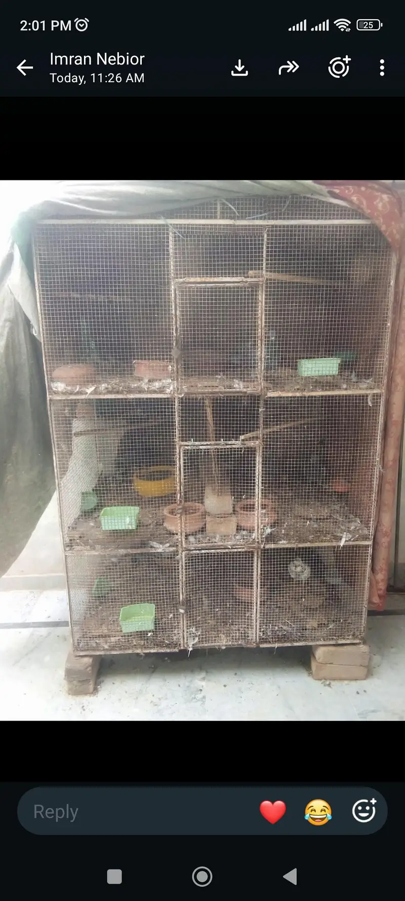 birds — photo 3