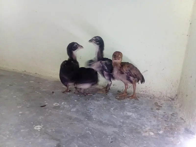 mushki madi sath 4 bachy — photo 4