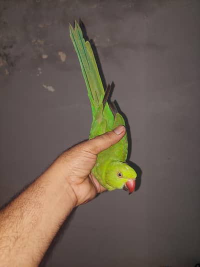 bolny wala tota